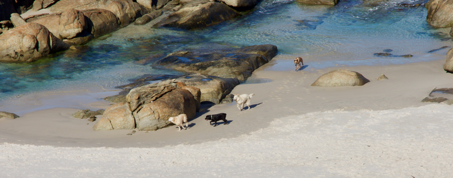 Beach_-Lights-dogs-on-the-run2